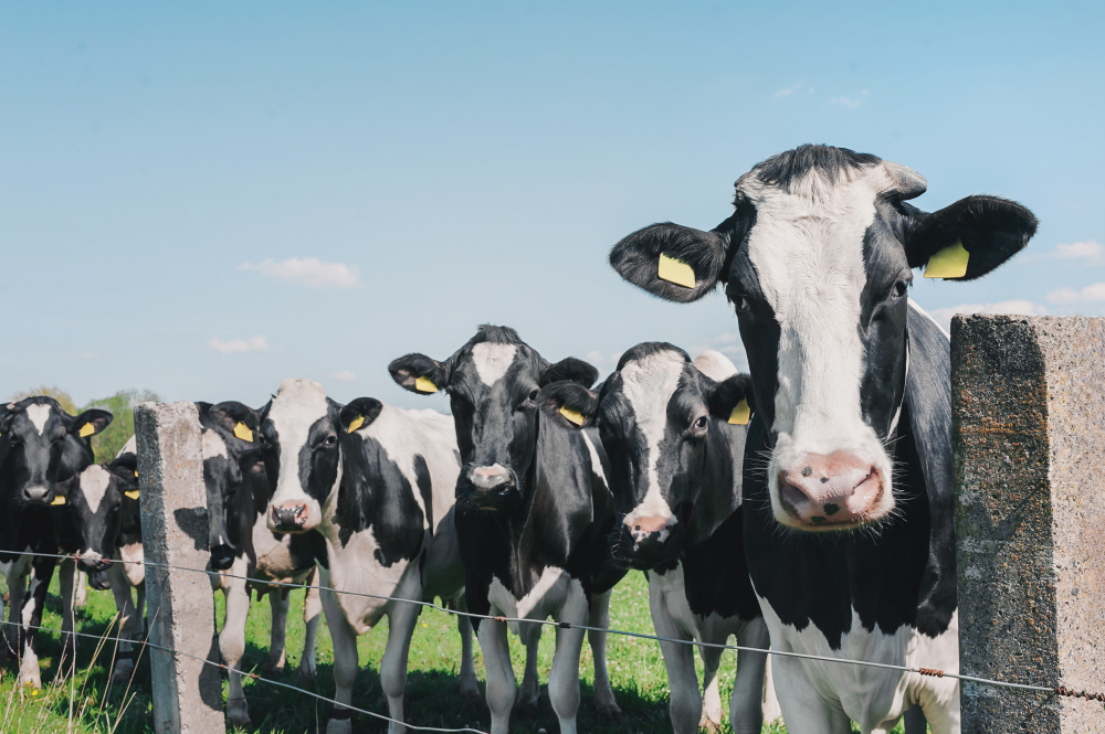 cows-against-sky-green-grass