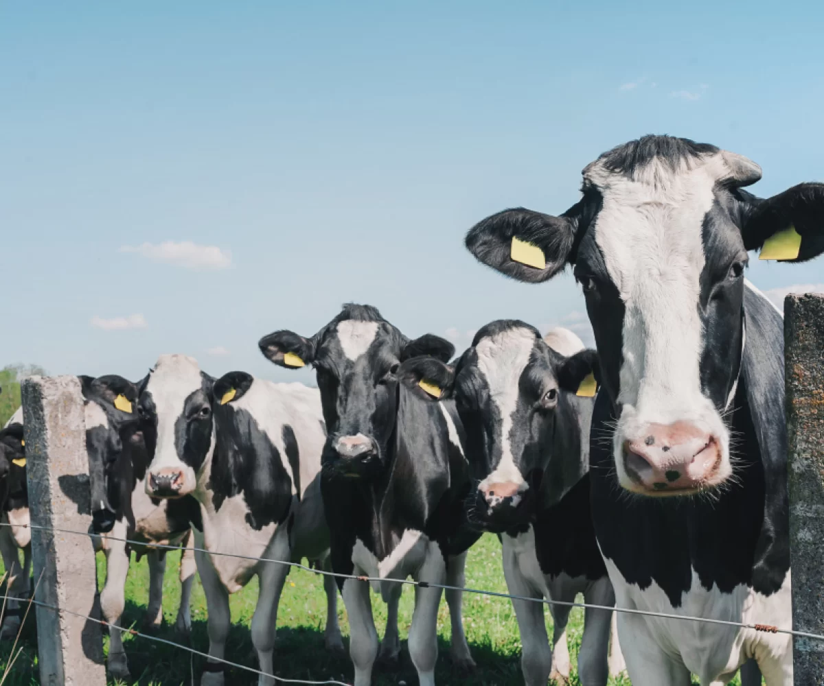 cows-against-sky-green-grass